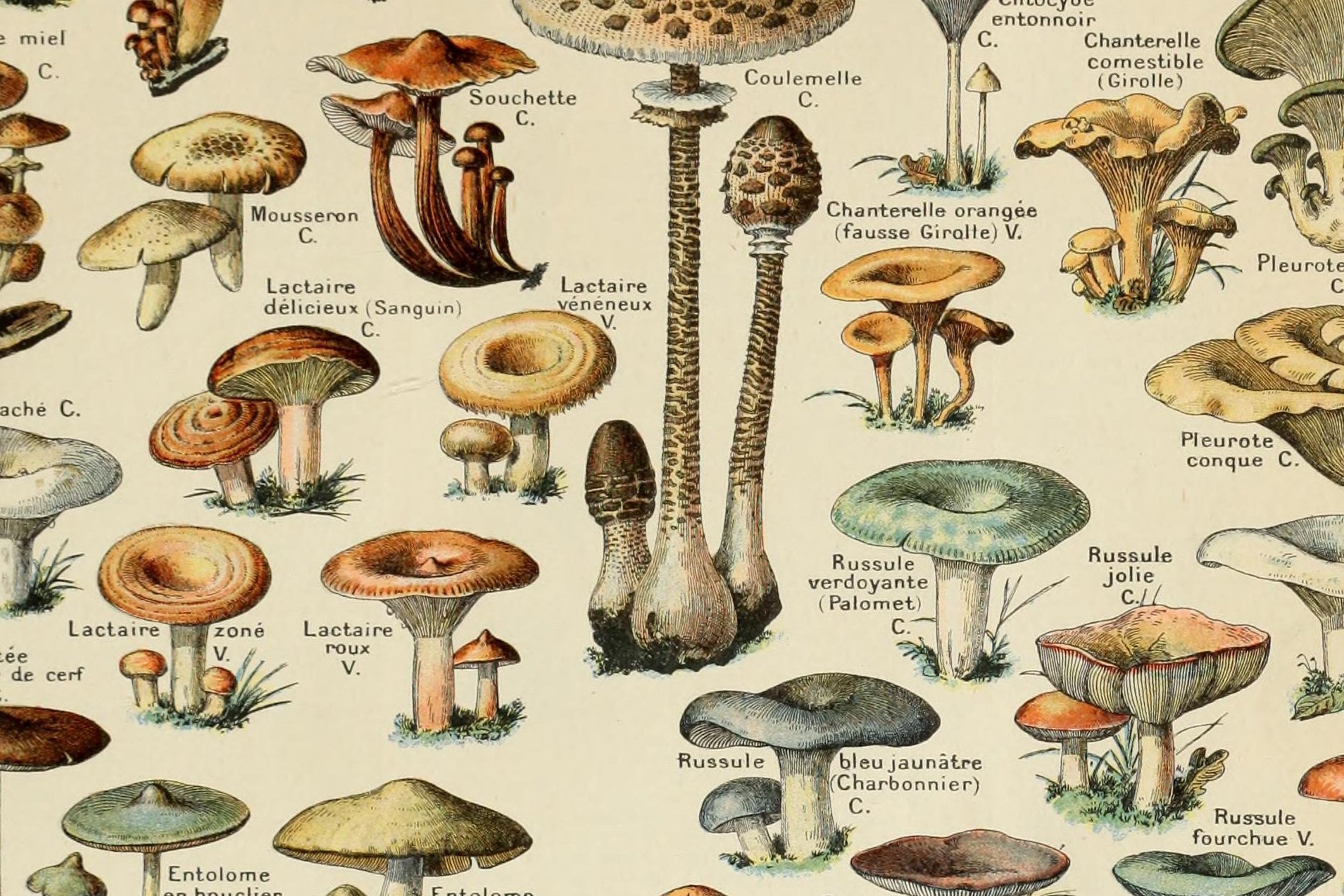 Vintage Mushrooms Botanical Coffee Mug Vintage Mushrooms Botanical Coffee Mug